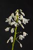 <em>Pteridophyllum racemosum</em>